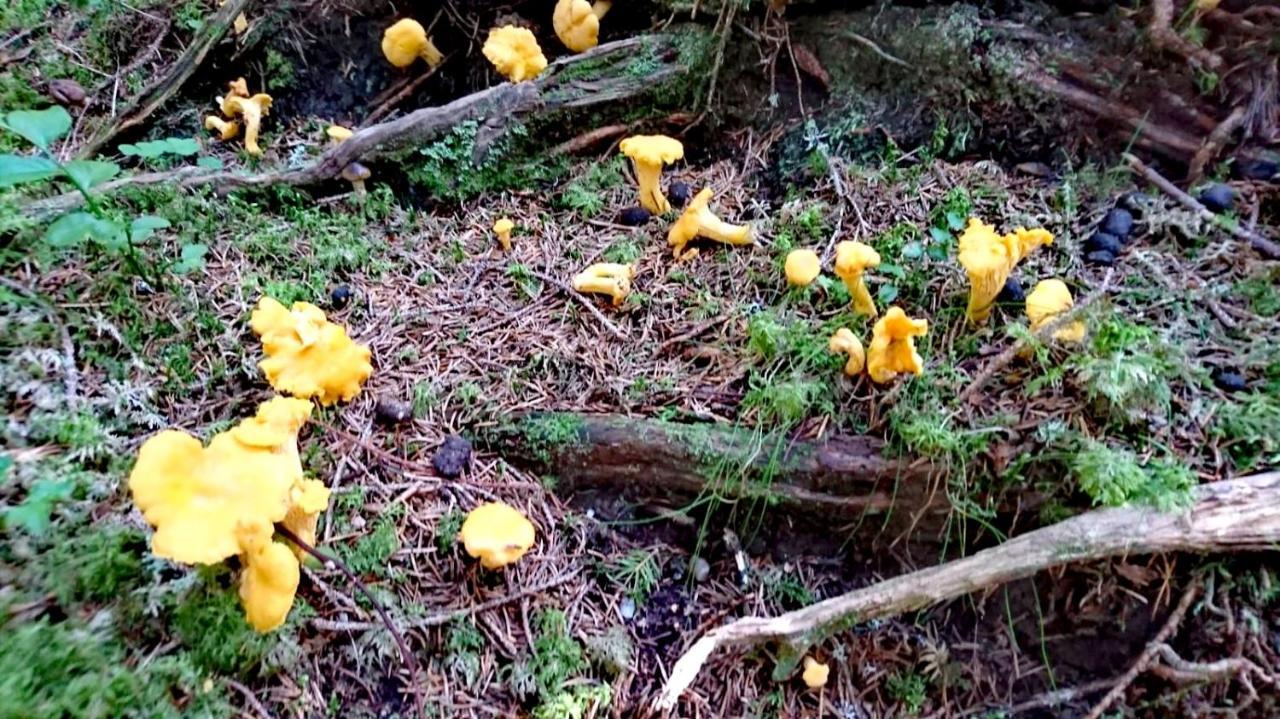 Gaestehaus Koessler Tulfes Buitenkant foto